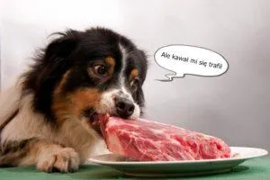 dieta BARF dla psów
