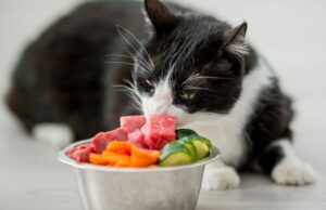 Kot jedzący surowe mięso i warzywa z miski
