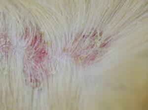alergia u psa