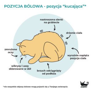 pozycja bólowa u kota