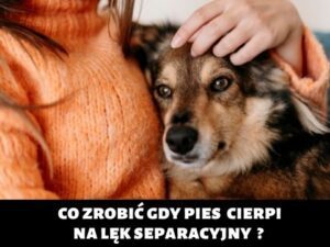 psy i koty
