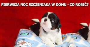 szczeniak w domu