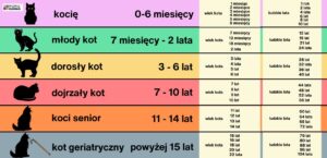 koci wiek