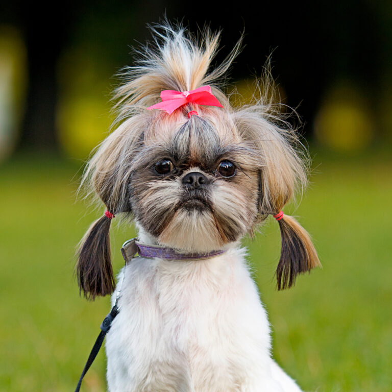 Shih Tzu