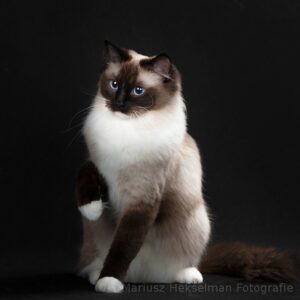 Ragdoll