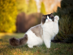 Ragdoll