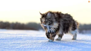 maine coon