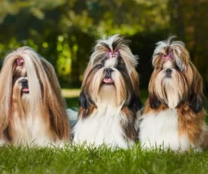 Trzy psy rasy Shih Tzu siedzące na trawie