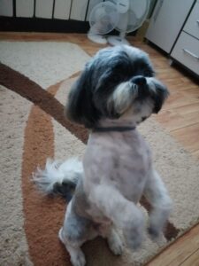 Shih Tzu