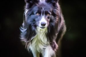 border collie