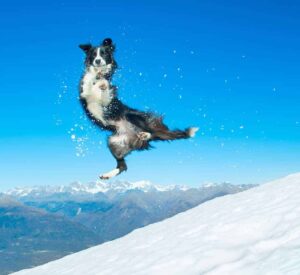 border collie