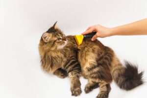 maine coon