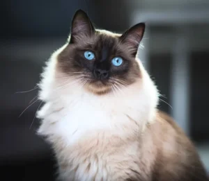 Ragdoll
