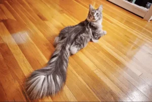 maine coon