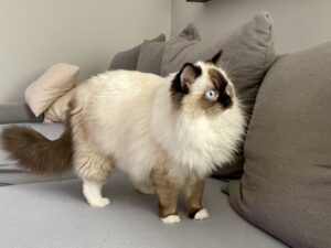 Ragdoll