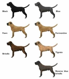 Cane Corso
