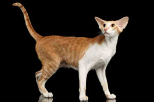 koty orientalne