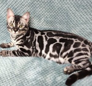 koty bengalskie