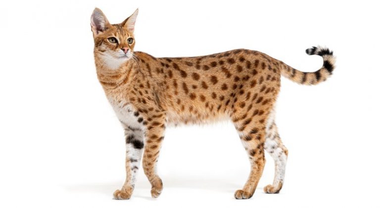 savannah