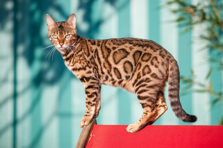 koty bengalskie