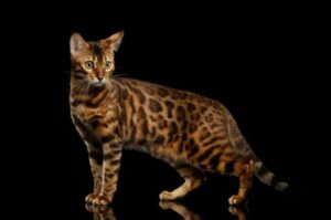 koty bengalskie