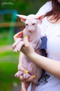 peterbald