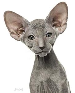 peterbald