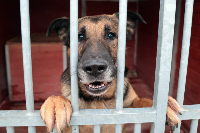 adopcja psa