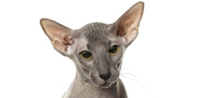peterbald