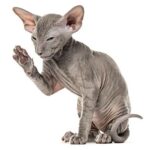 peterbald
