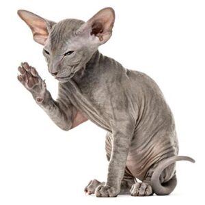 peterbald