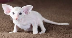 peterbald