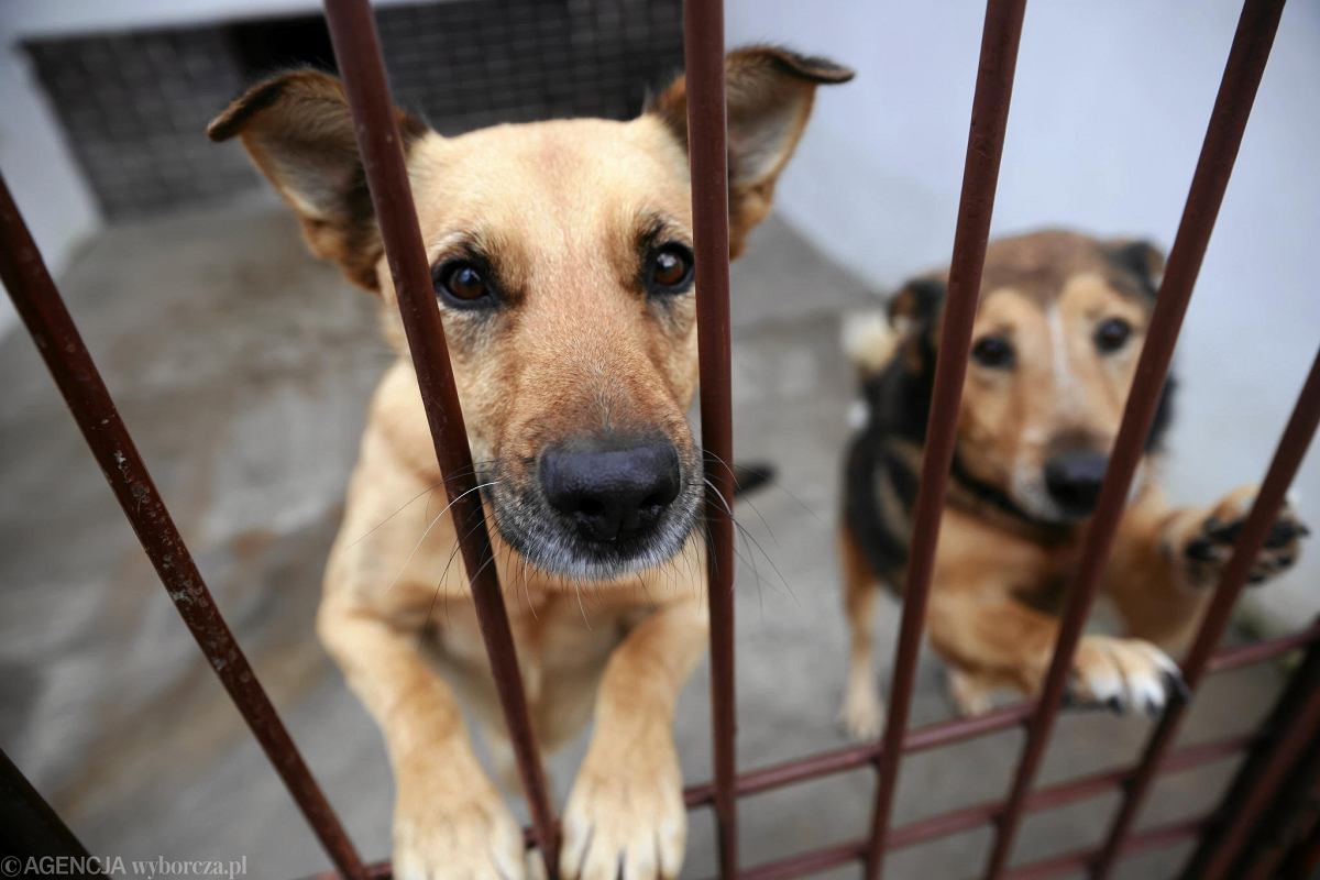 adopcja psa
