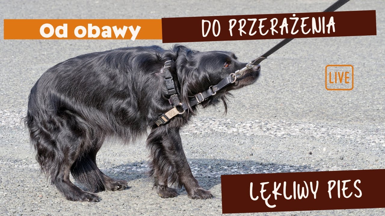 lękliwy pies