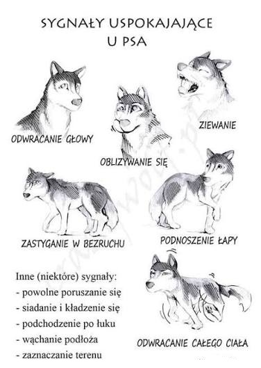 zachowania psa